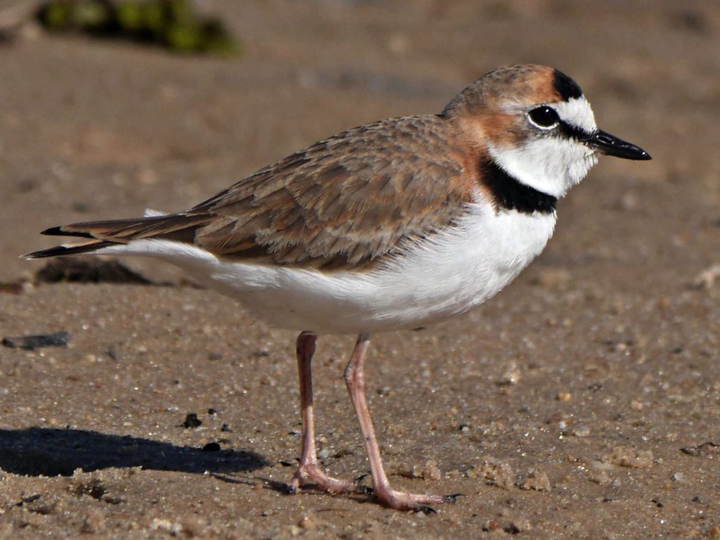 Collared Plover