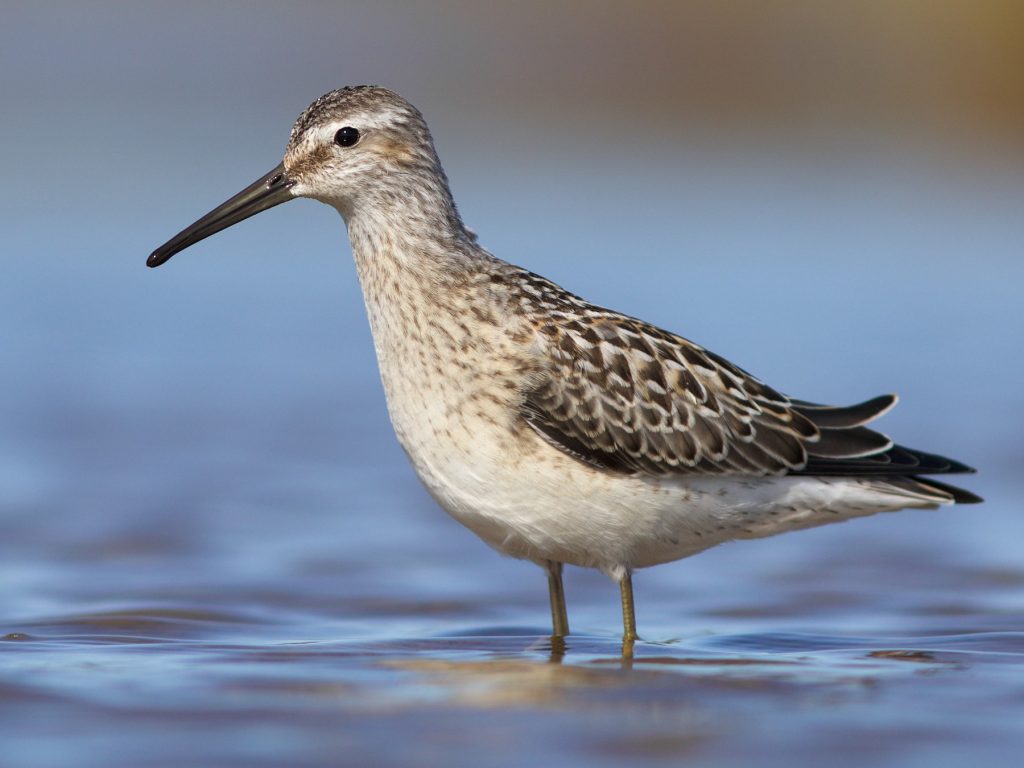 Stilt Sandpiper