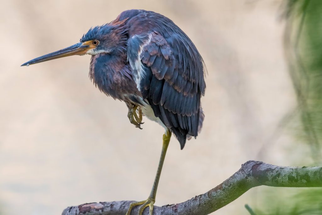 Tricolored Heron